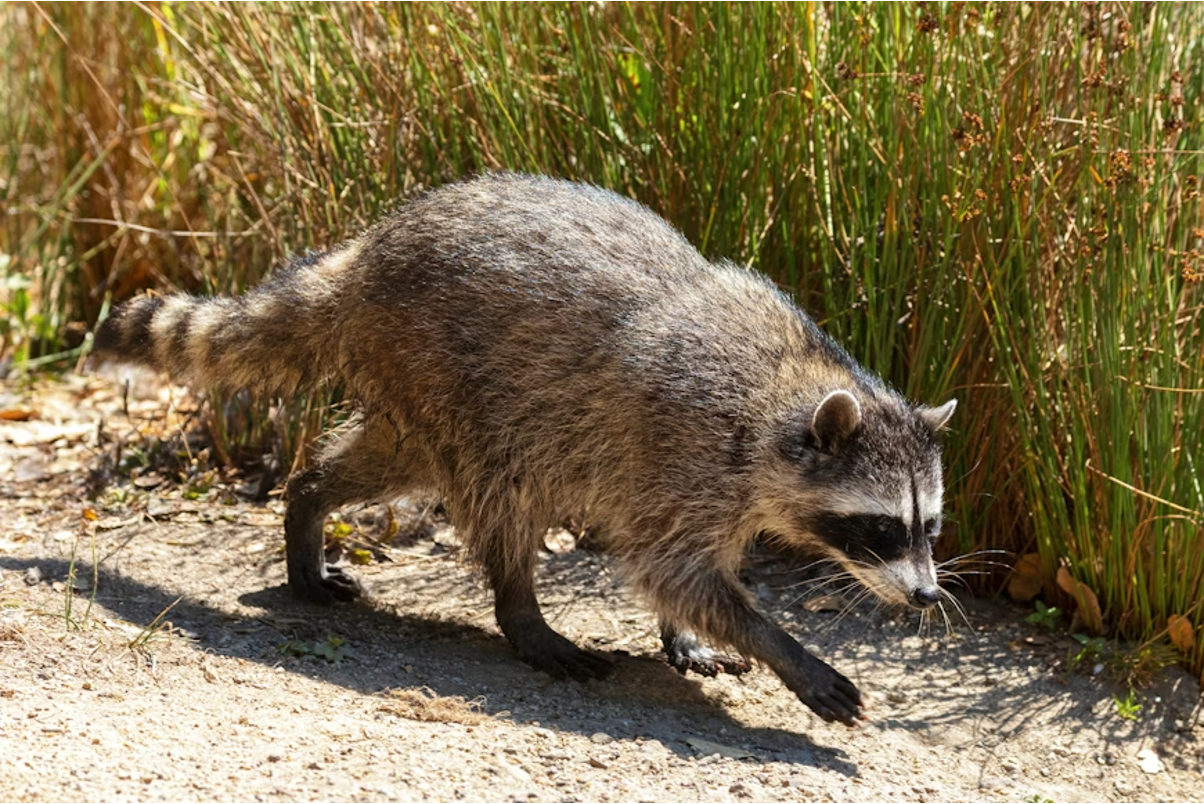 A raccoon walking by some tall grass