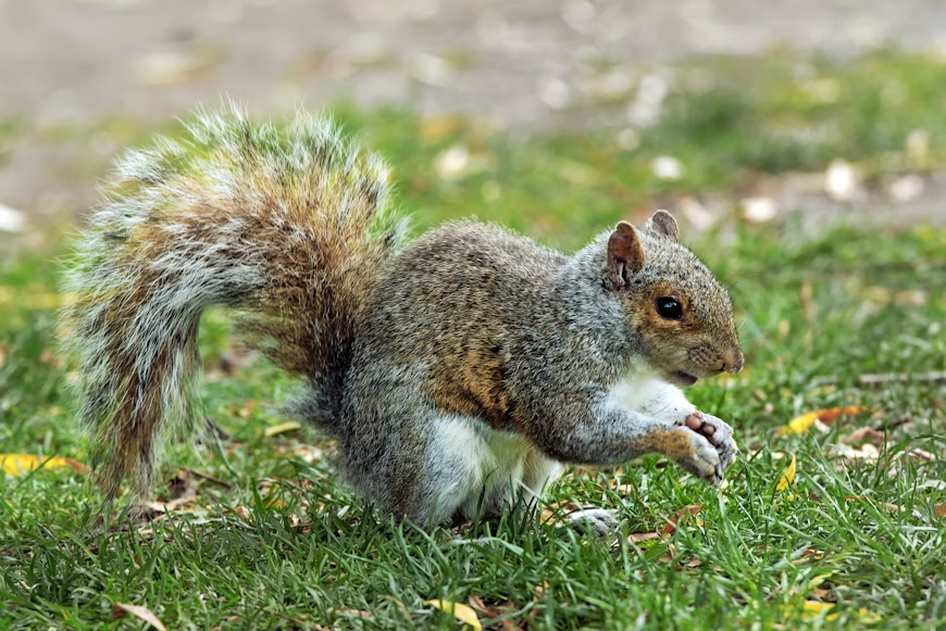 Eastern gray squirrel that can cause attic damage in Fairfax homes.