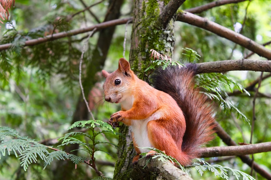 A squirrel standing on the branch of a tree.