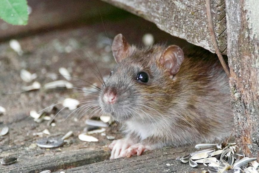 Close-up of a common rat, the source of rat droppings found in homes.