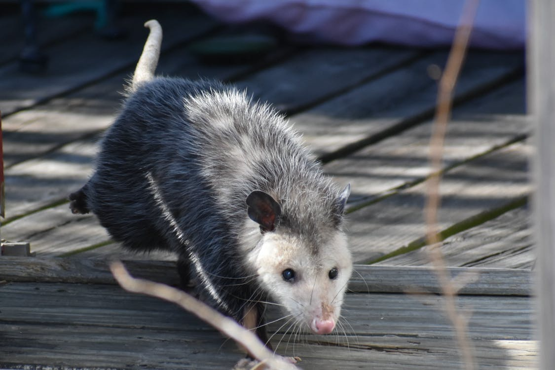 Close-up shot of a possum, a common nocturnal wildlife pest.