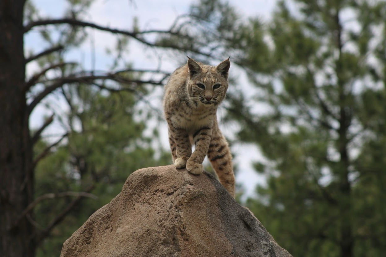 A bobcat standing on a rock, ready to pounce and attack