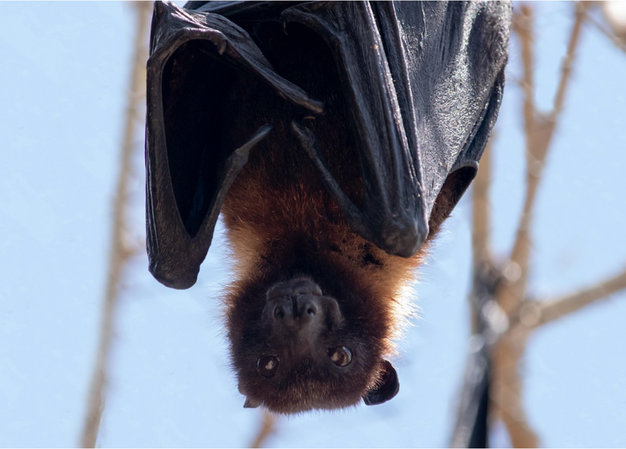 A brown bat hanging upside down from a wooden beam