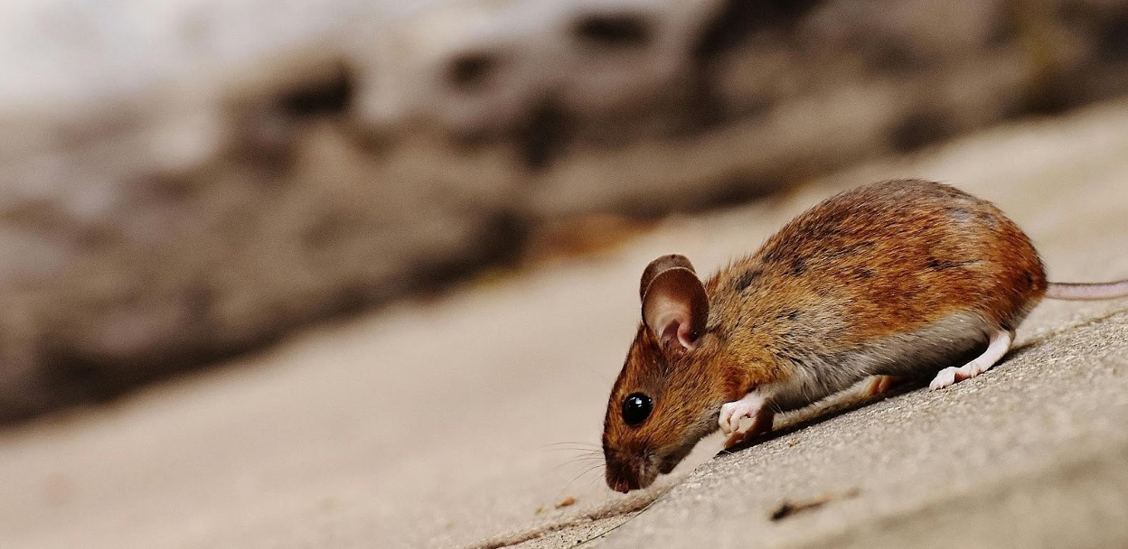 A brown rat is crawling and searching around