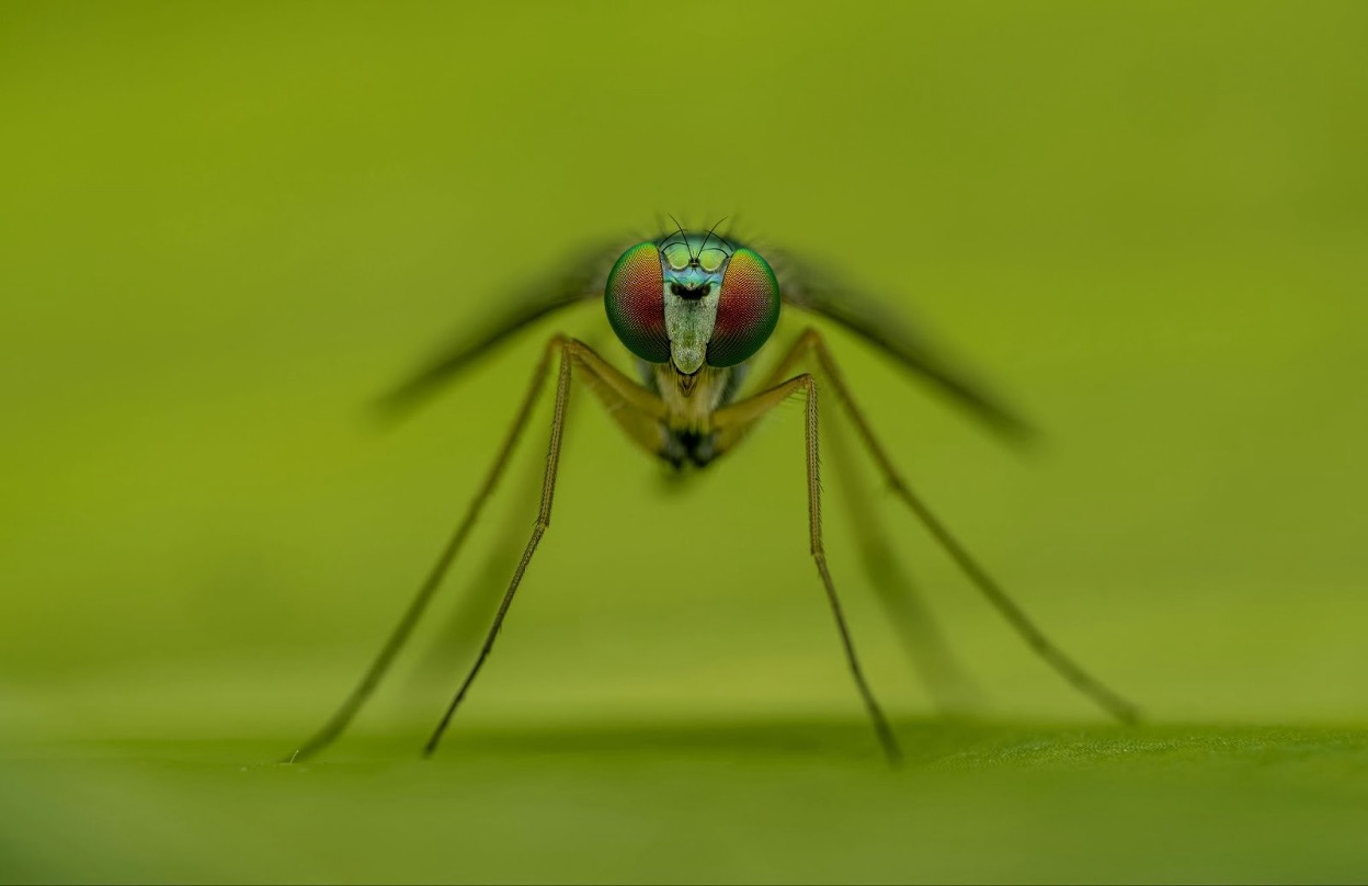 A closeup, front view of a mosquito that is ready to attack