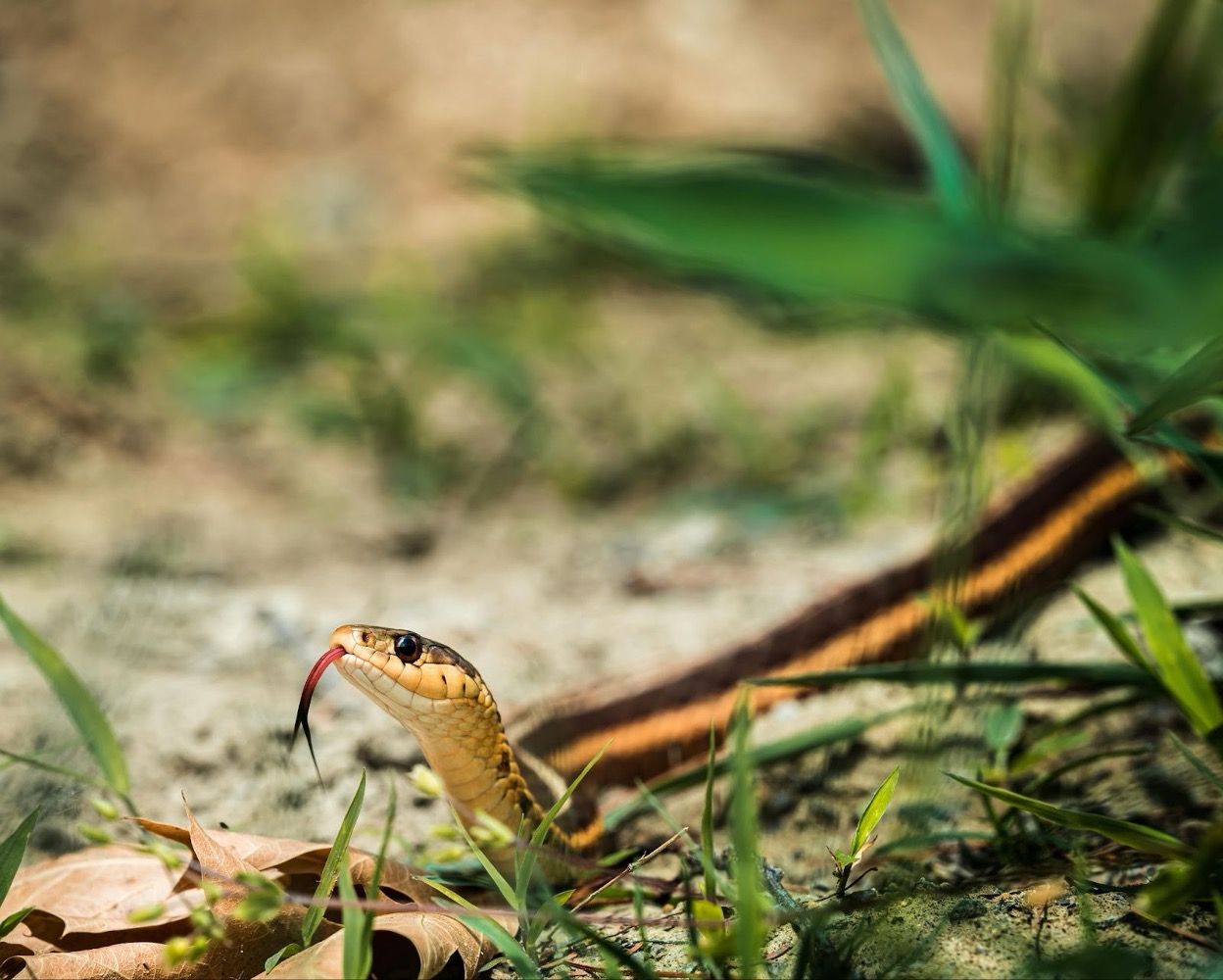 A closeup of an Eastern Garter Snake (Thamnophis sirtalis) in a garden, showing its red flicking tongue and characteristic yellow stripes.