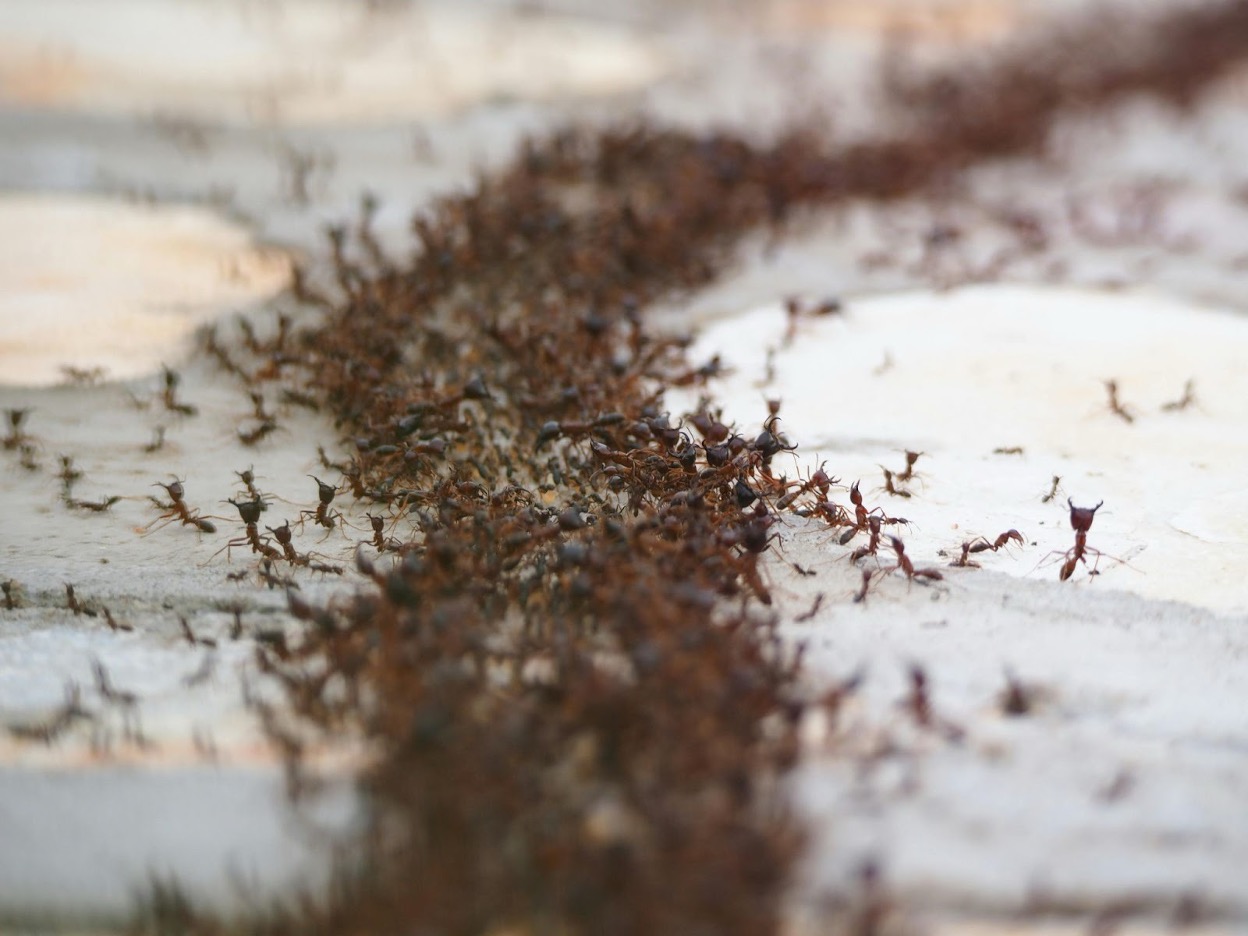 A closeup shot of a colony of red ants