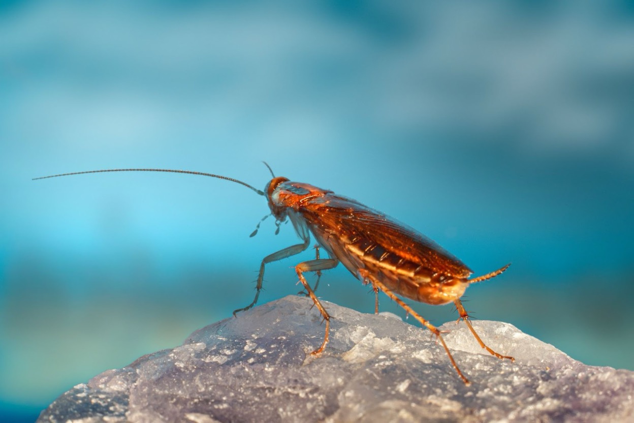 A cockroach standing on a rock
