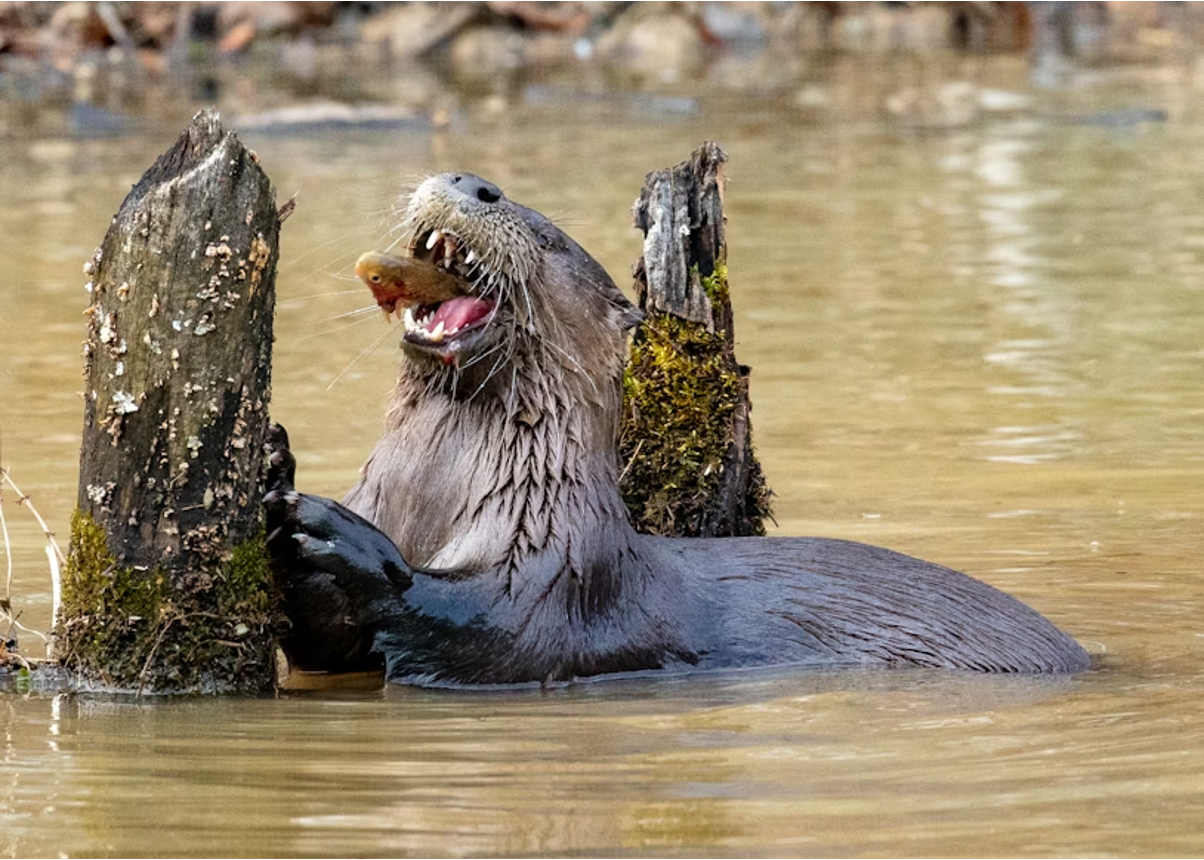 A giant river otter emerges from murky brown water, mouth open wide while eating a fish, displaying sharp teeth