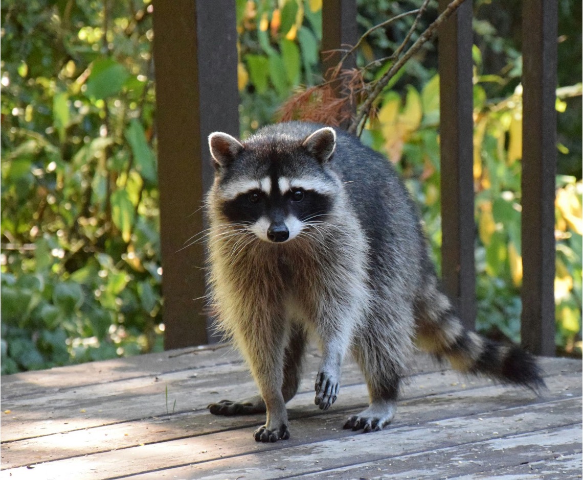 A raccoon standing on a wooden porch, ready to invade a home