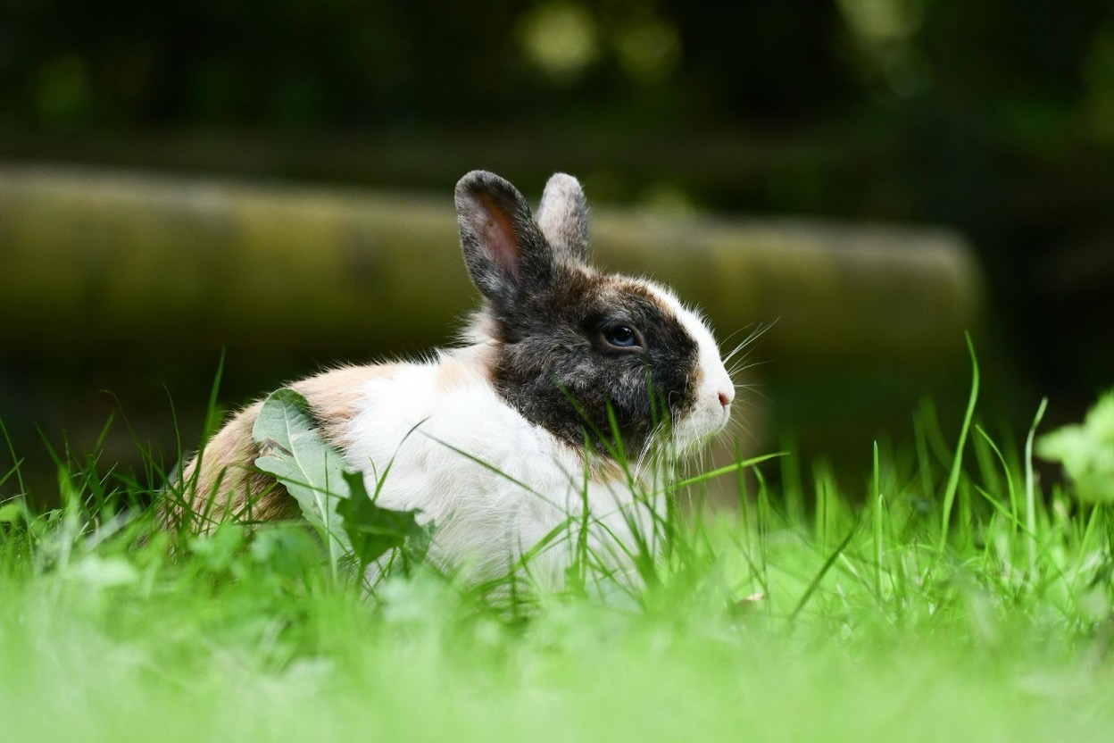 A small, black-and-white rabbit exploring a garden