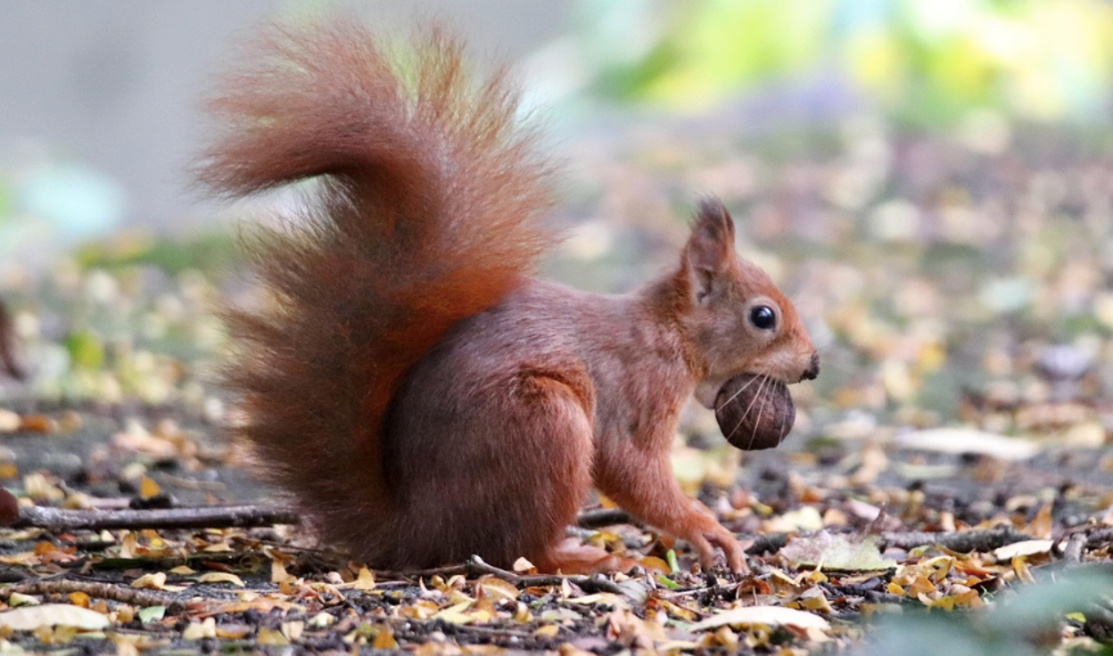 A squirrel with a nut in its mouth