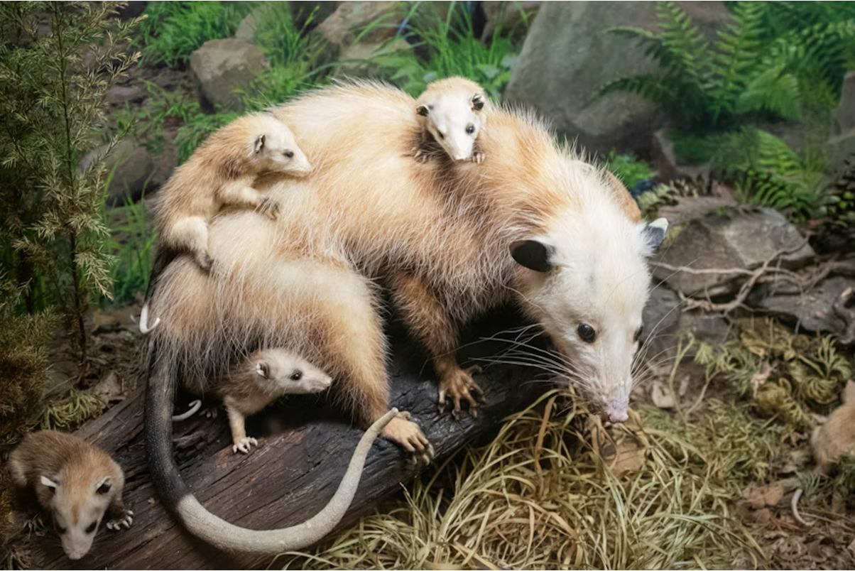A taxidermy display of a mother opossum with pale cream-tan fur and a white face, carrying several babies on her back.