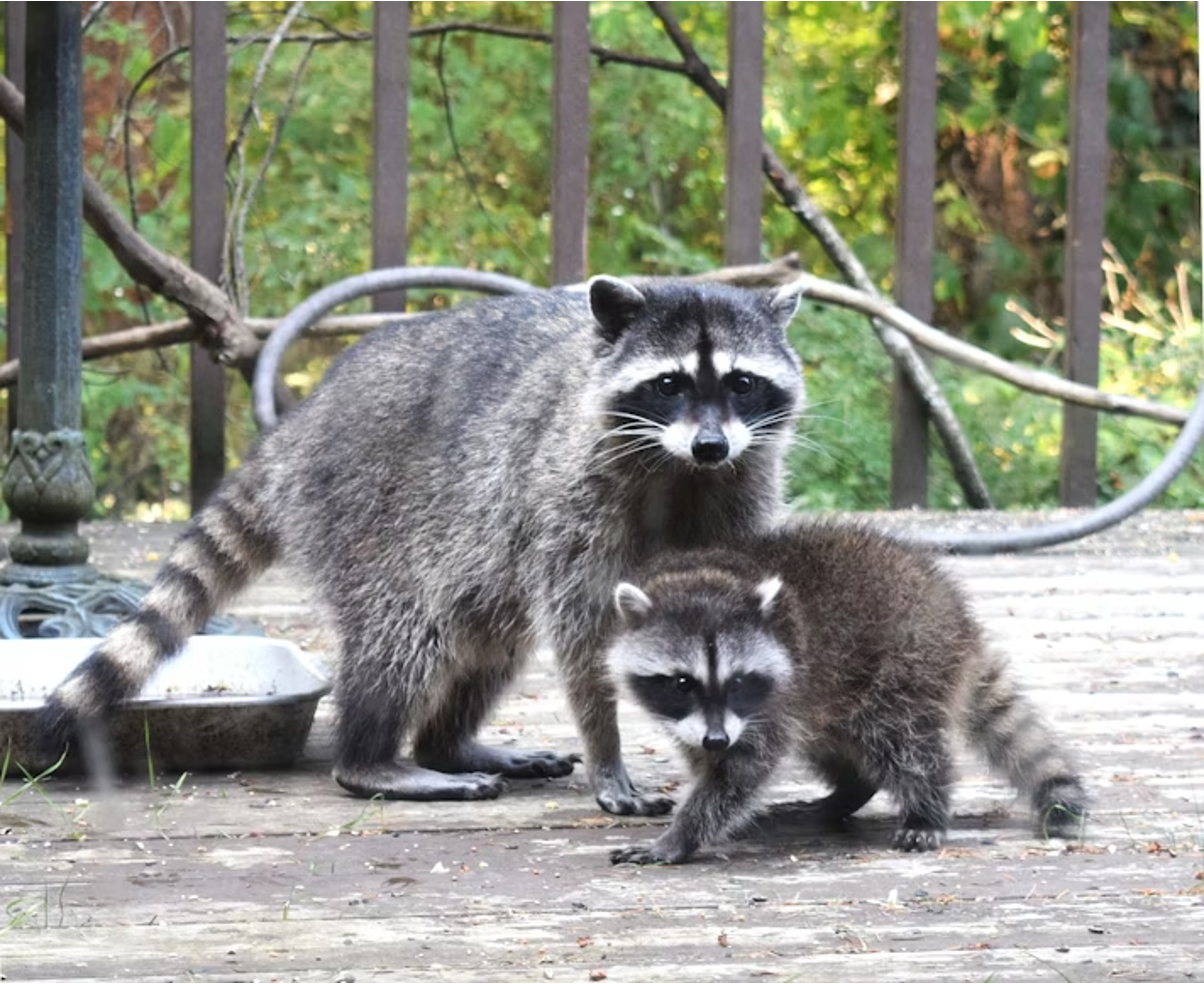 An adult raccoon and a smaller juvenile raccoon stand together on a porch