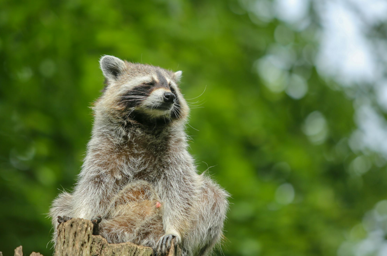 An image of a raccoon in the wild in Frederick, MD