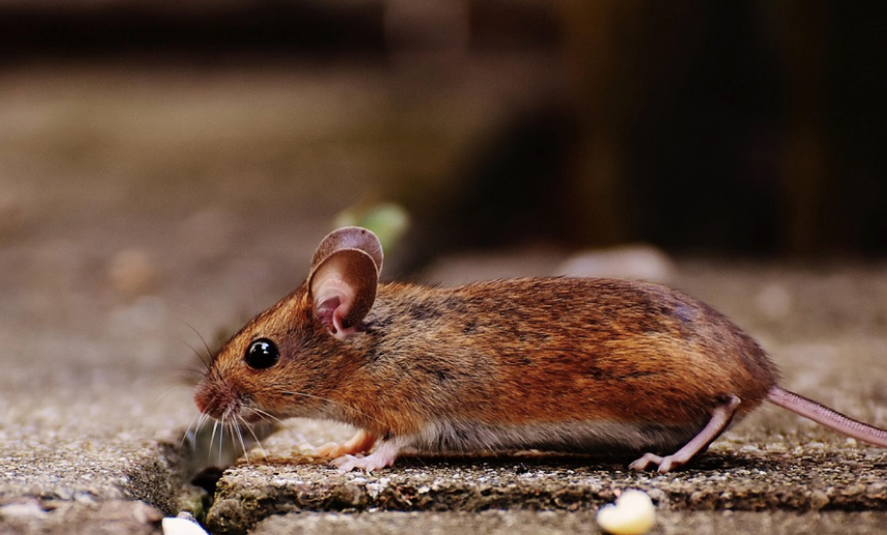 An image of a rodent
