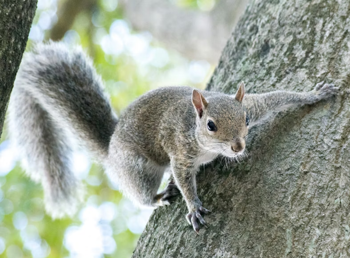 Gray squirrel on a tree branch