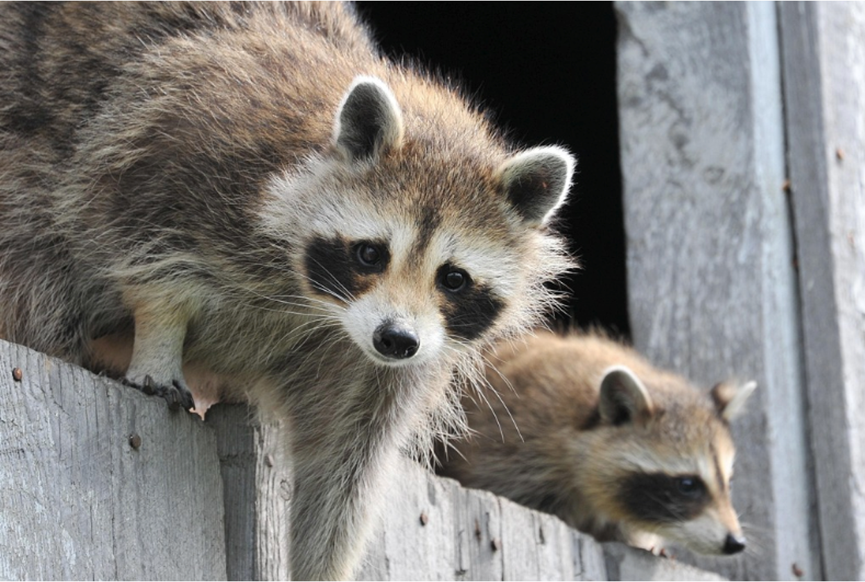 Image of a raccoon