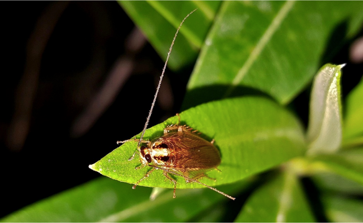 Image of a roach on a plant