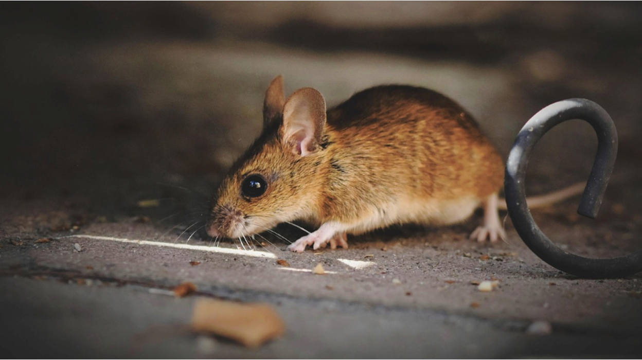 Image of a rodent