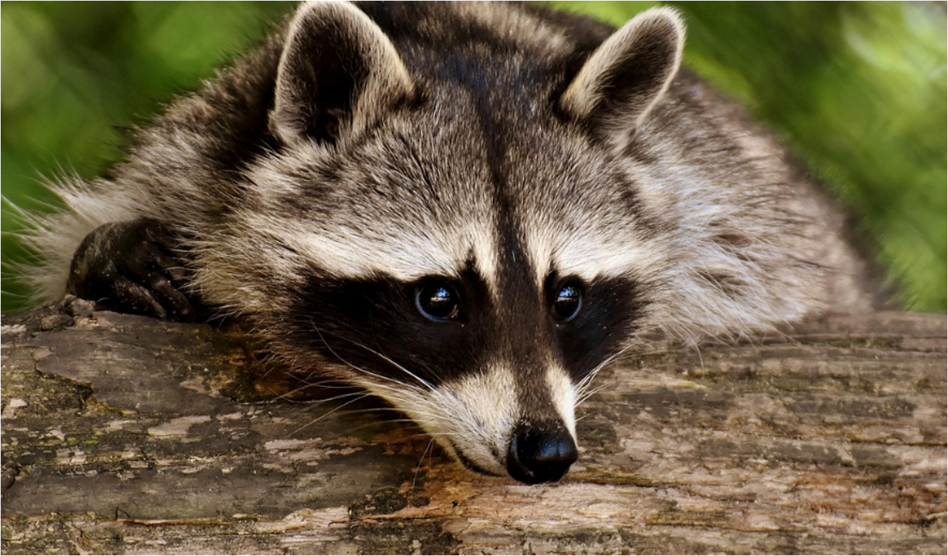 Raccoon resting on a log in Sterling VA backyard