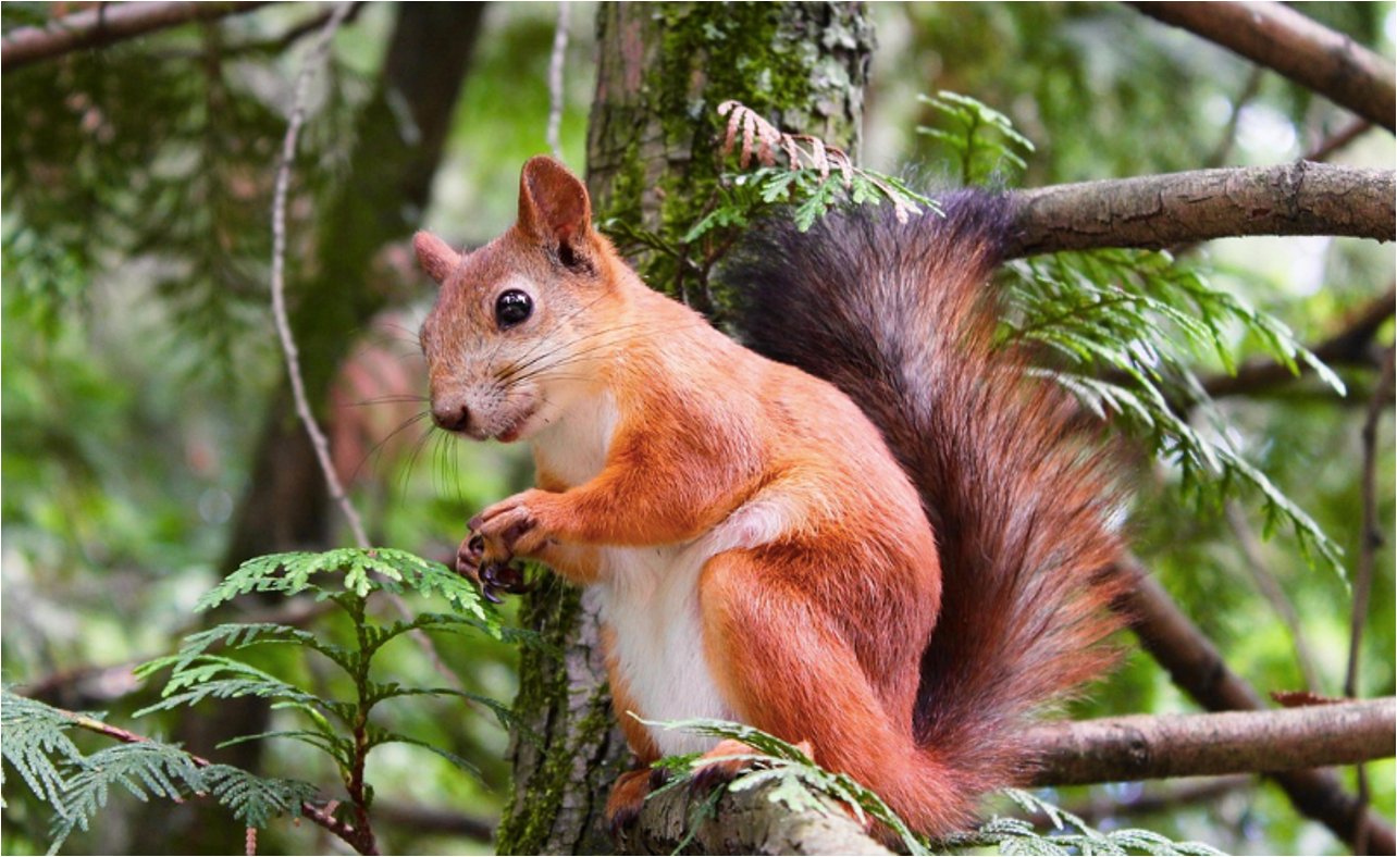 Squirrel on a tree branch in Woodbridge, Virginia