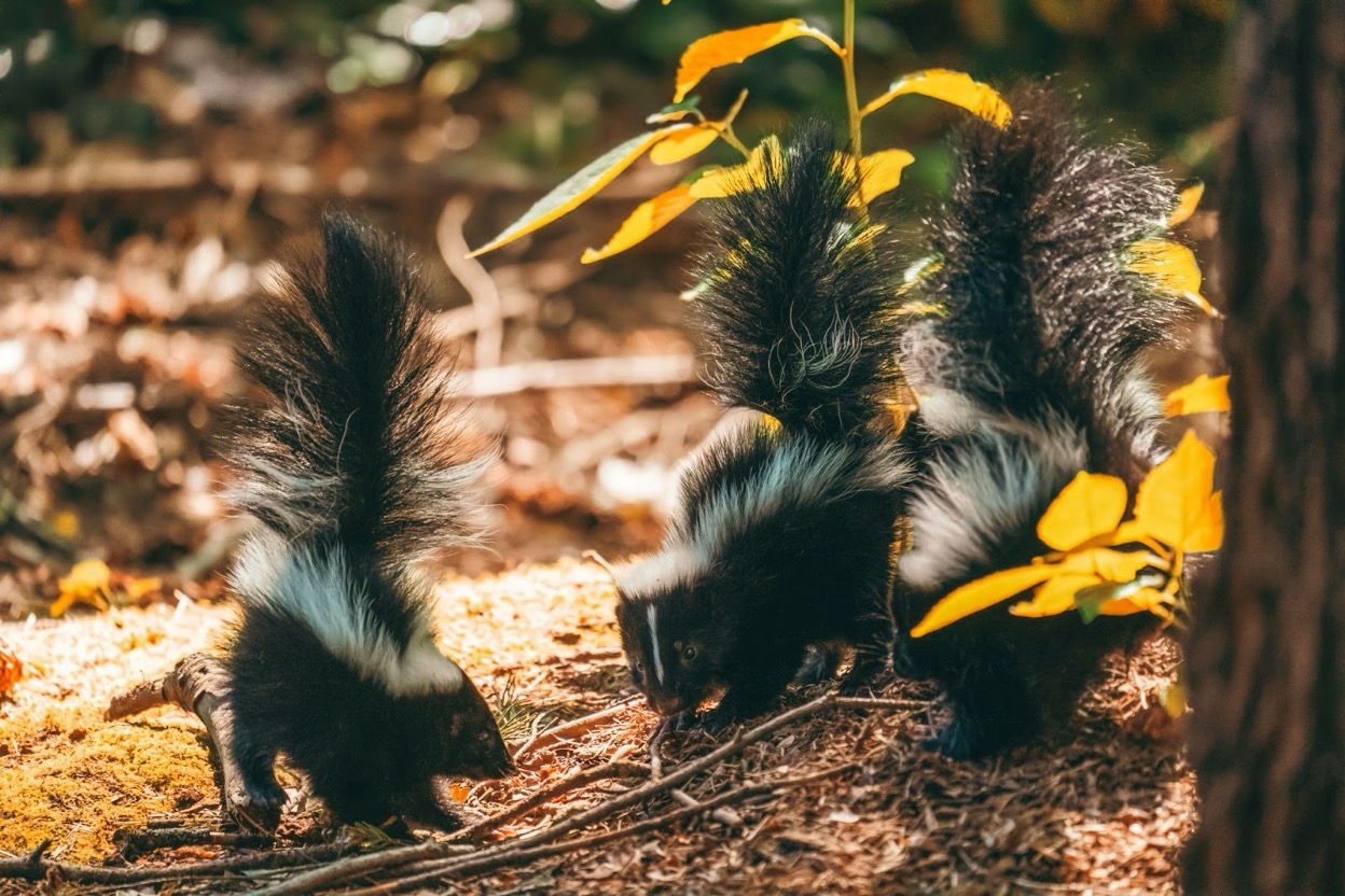 Three baby skunks are facing each other and sniffing on the ground
