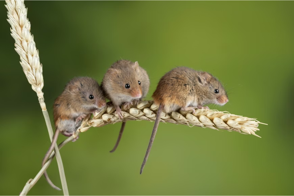 Three tiny harvest mice cling to a stalk of wheat, their small, brown, furry bodies huddled together