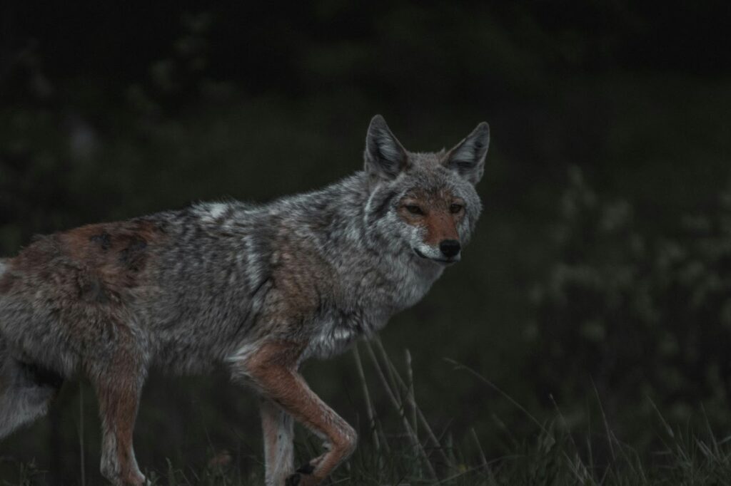 A coyote lurking in the grassy terrain and looking for prey as the sun sets