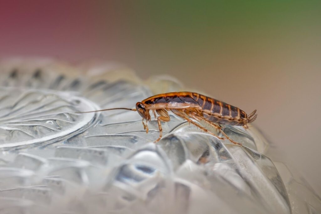 A cockroach hovering over an inverted glass bowl