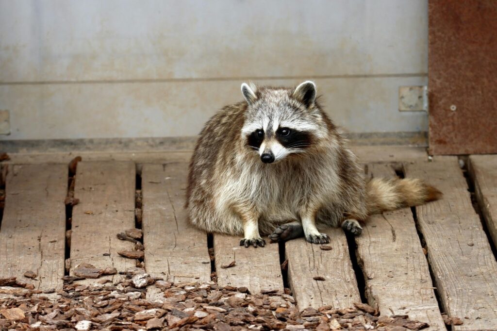 Raccoon on porch highlighting need for wildlife exclusion 