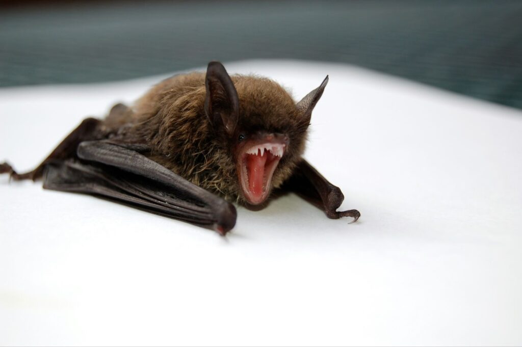 Bat removal specimen illustrating rabies risk