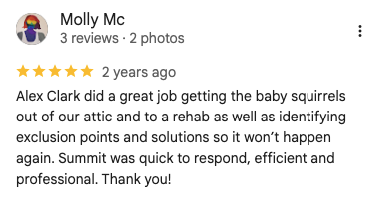 Image of a 5-star Google customer service review for Summit Wildlife Removal. 