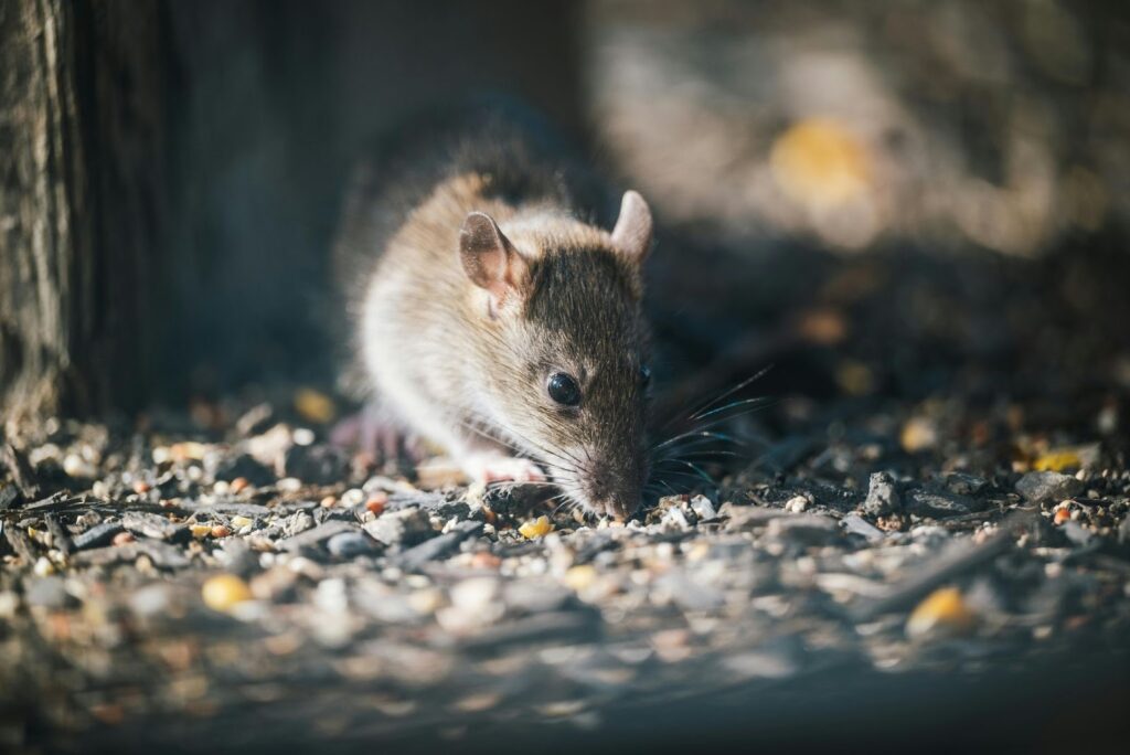 A rat sniffing around for food in a dark and hidden space