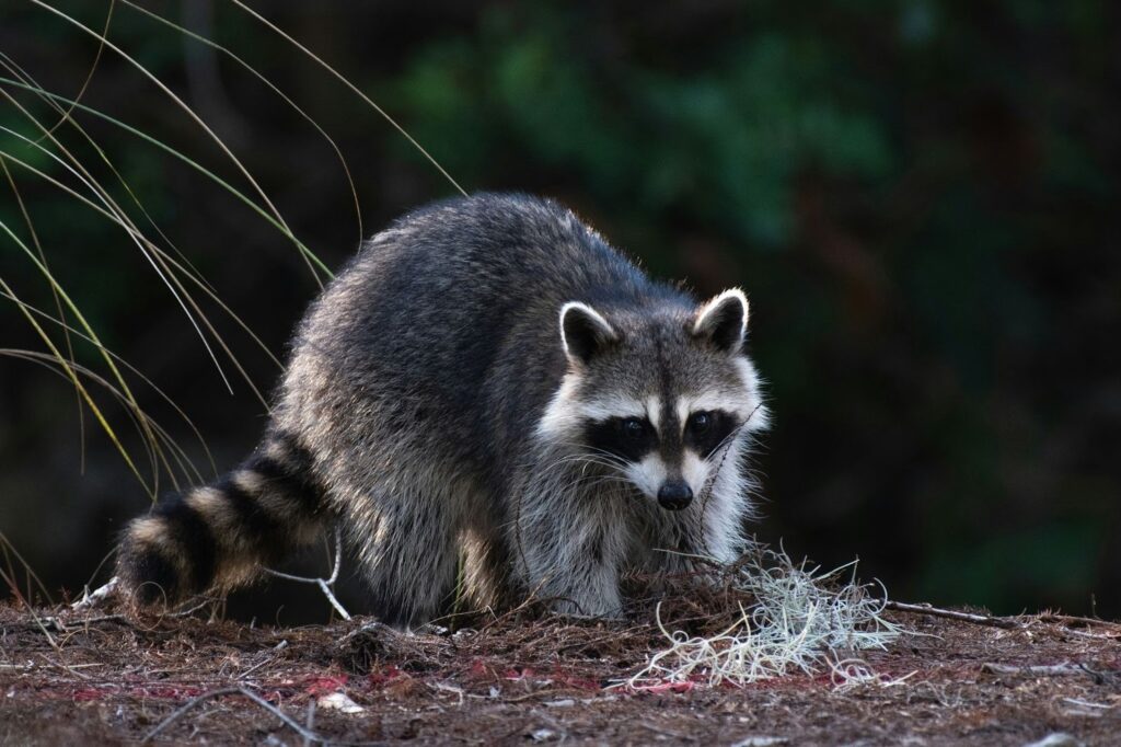 A picture of a raccoon exploring the ground