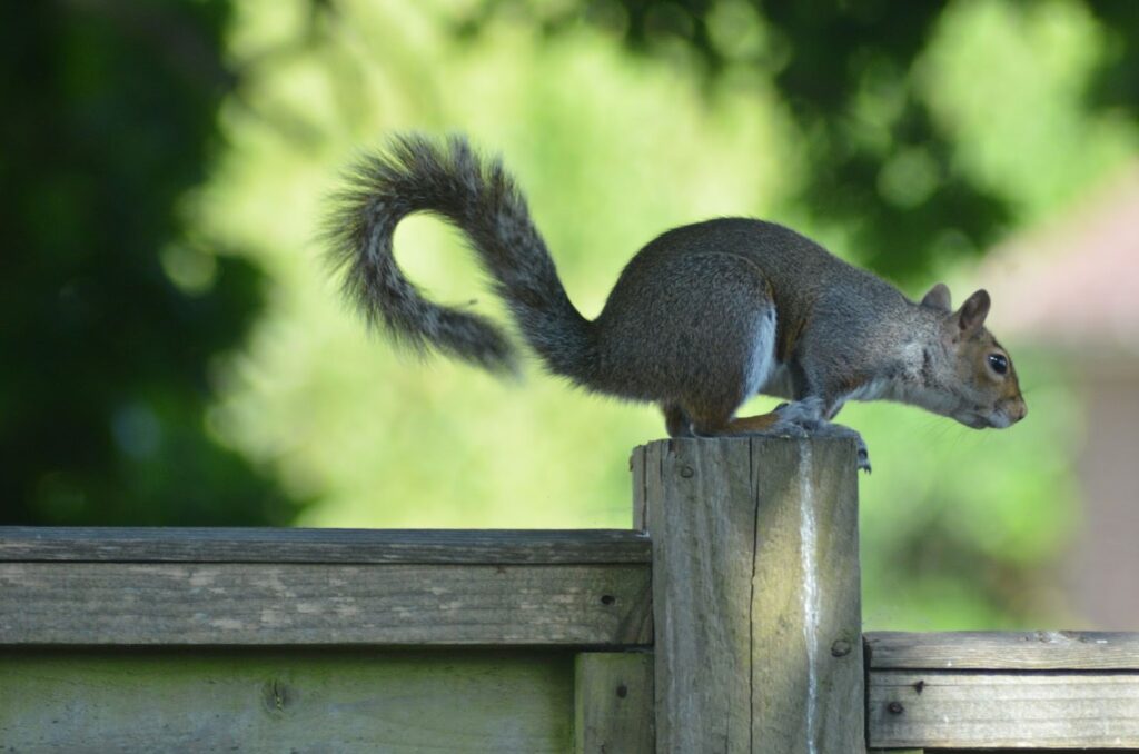 A grey squirrel that is crouching on a house fence and ready to jump