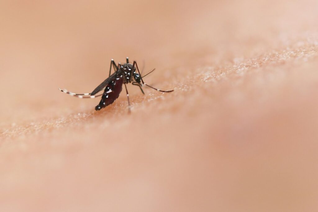 Mosquito bite demonstrating need for seasonal control 