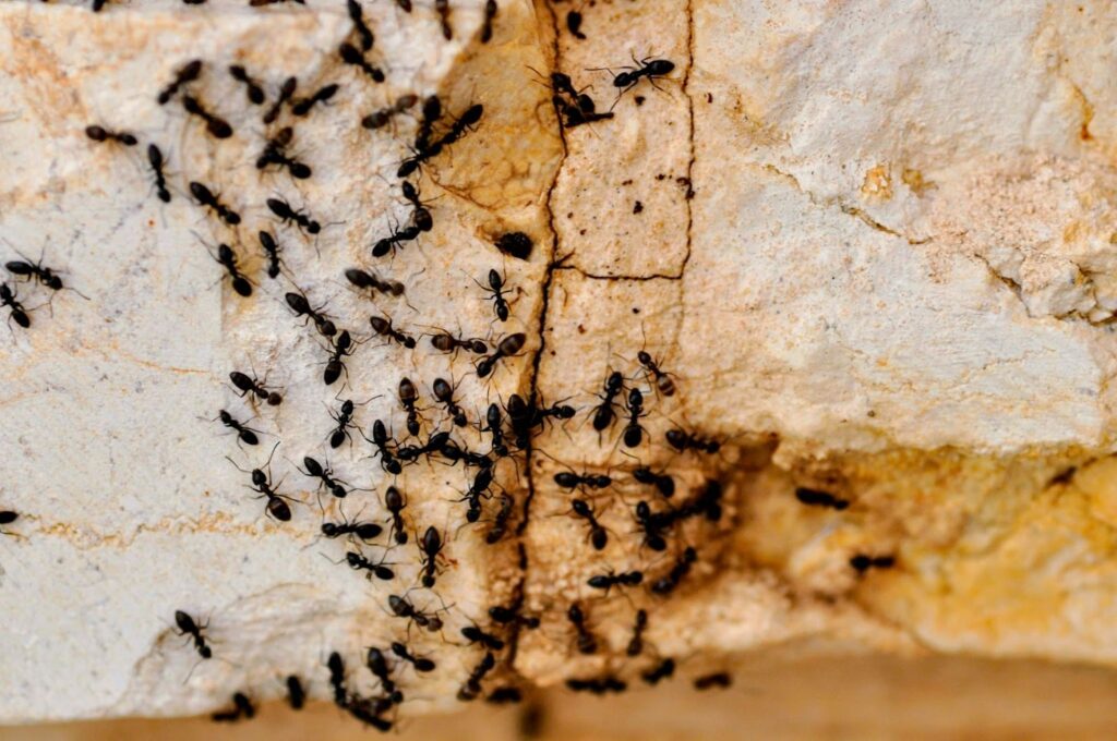 Ants exploiting structural cracks to enter home