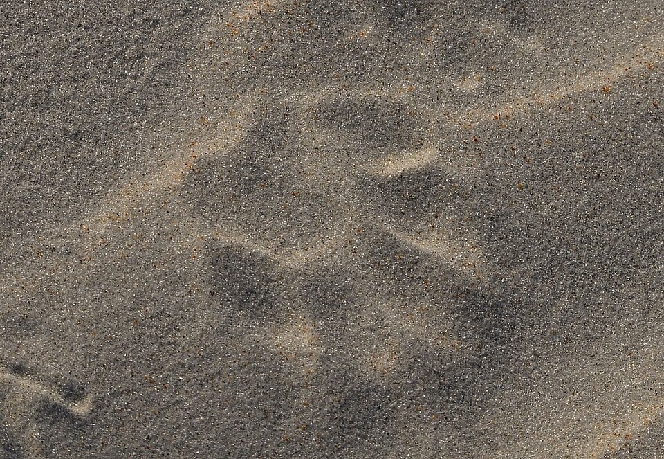 A bobcat track on clear black sand