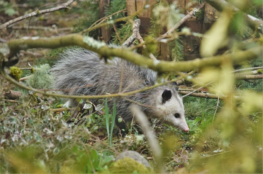 A Virginia opossum moves through dense woodland undergrowth, viewed through a frame of blurred branches and twigs in the foreground. 