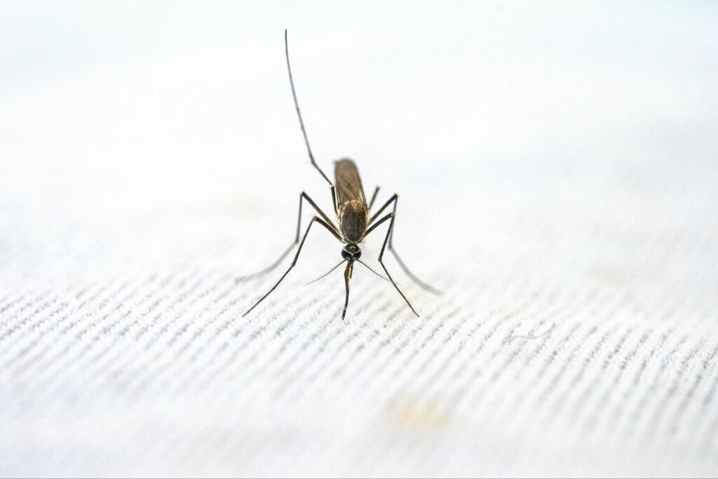 Mosquitoes are a primary summer pest threat in College Park requiring seasonal control.