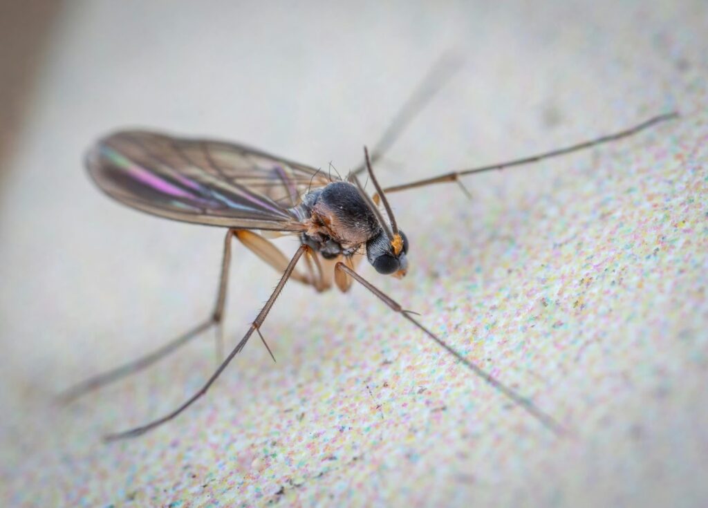 A closeup shot of a mosquito on a cement surface