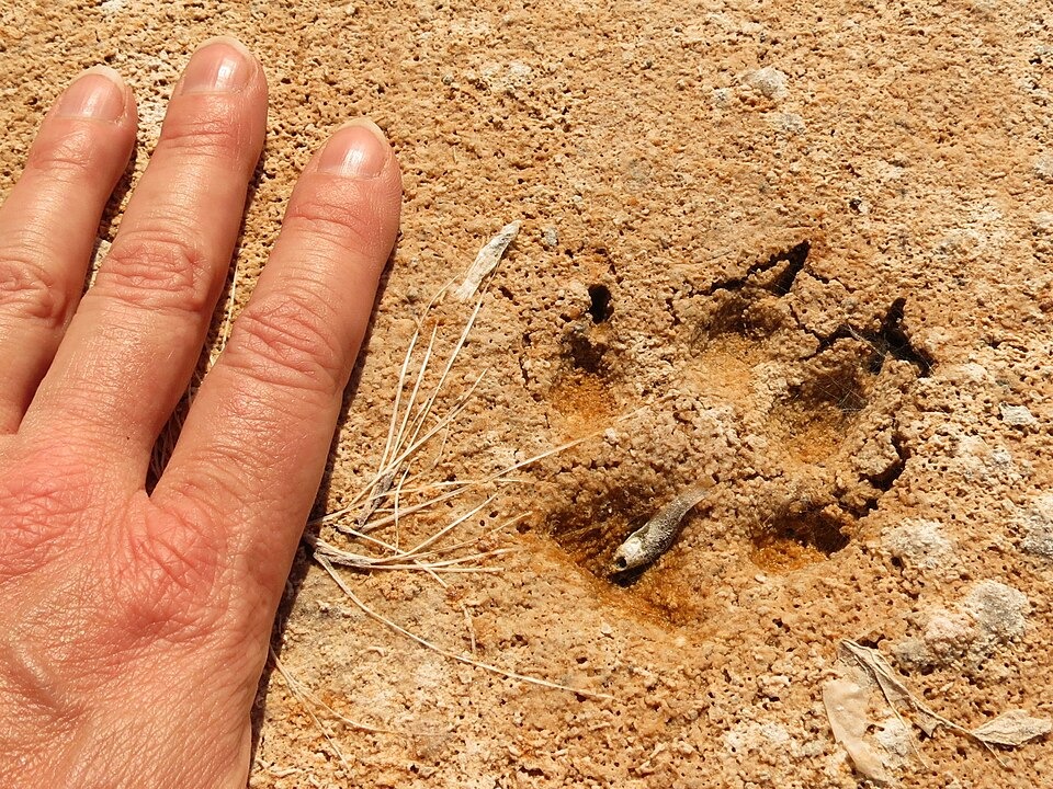 A coyote track on dry ground, with a human hand beside it to give a visual estimate of the track’s size