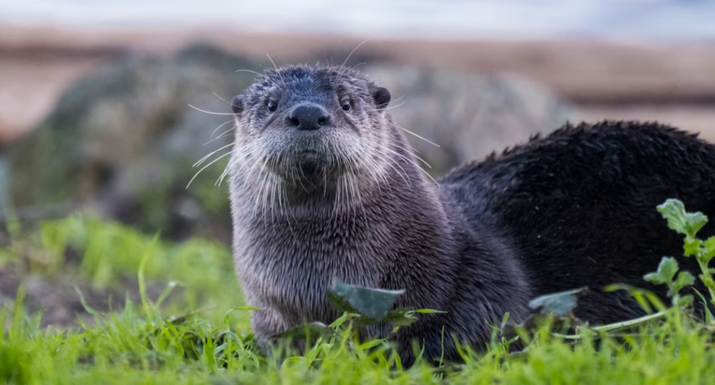 A river otter stands in short green grass, looking directly at the camera with an alert expression. 