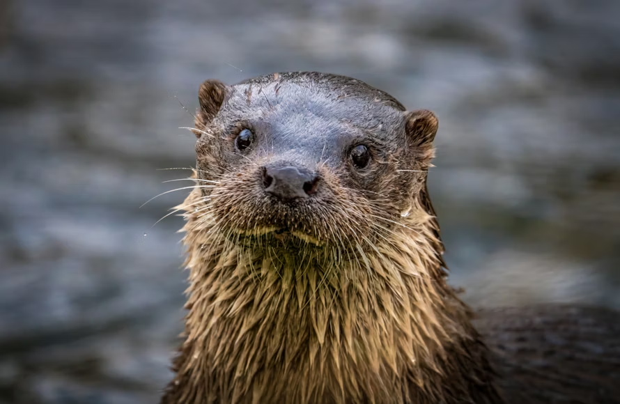 A close-up portrait of a river otter looking directly at the camera.