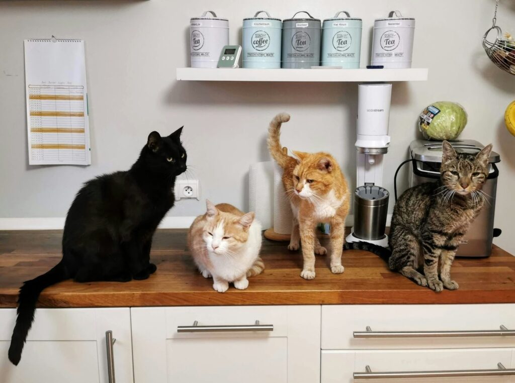Four house cats are sitting on a kitchen counter.  