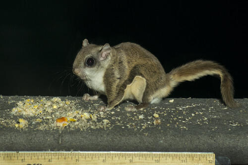 Northern Flying Squirrel. 