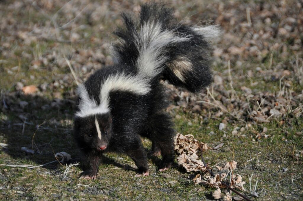 A small skunk roaming around a grassy area