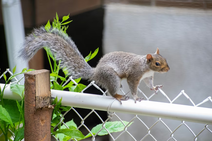 A gray squirrel with a bushy tail balances on the white top rail of a chain-link fence, moving toward the right. 