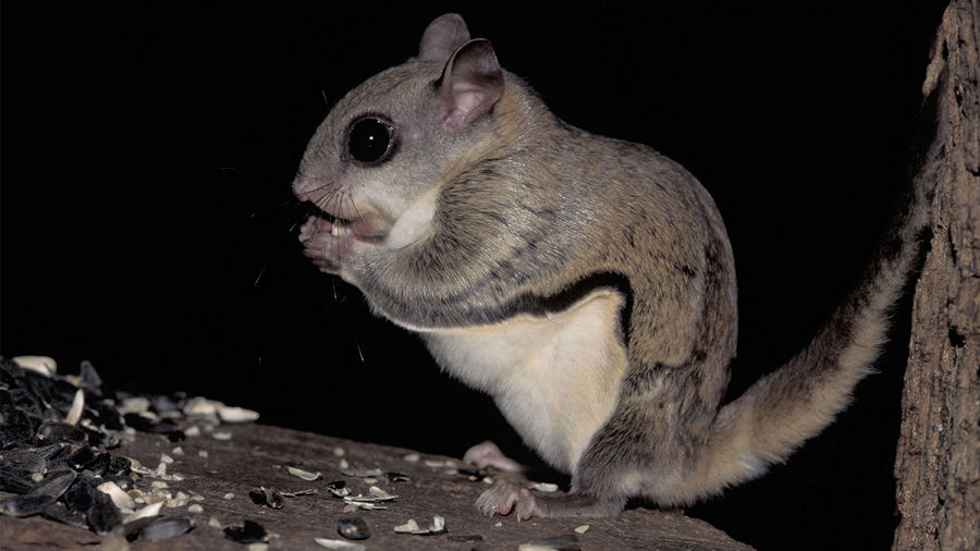Southern flying squirrel (Glaucomys volans).